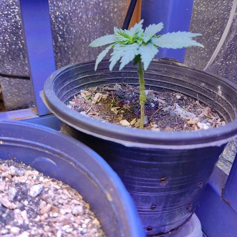 Afghan Landrace  growlog timeline photo