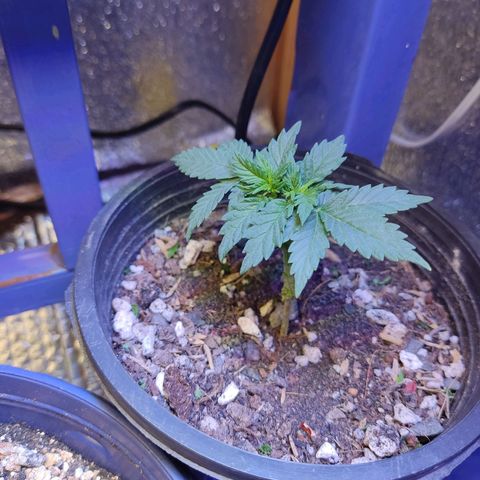 Afghan Landrace  growlog timeline photo