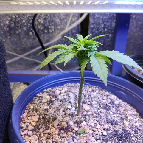 Afghan Landrace  growlog timeline photo