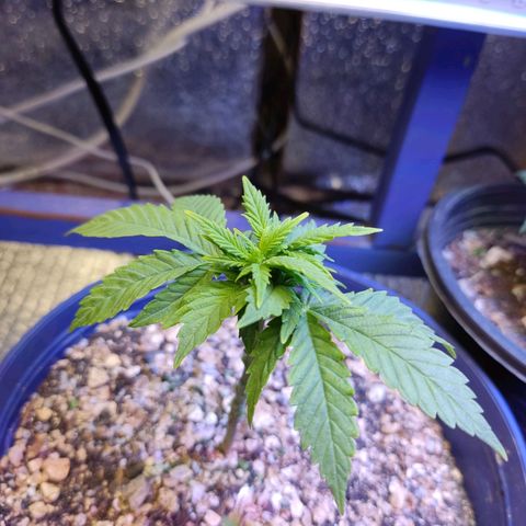 Afghan Landrace  growlog timeline photo