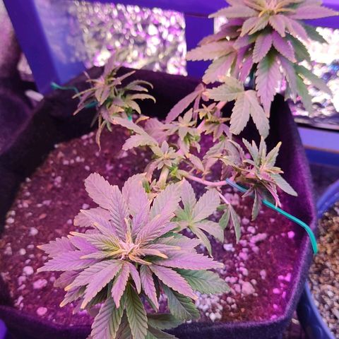 Afghan Landrace  growlog timeline photo