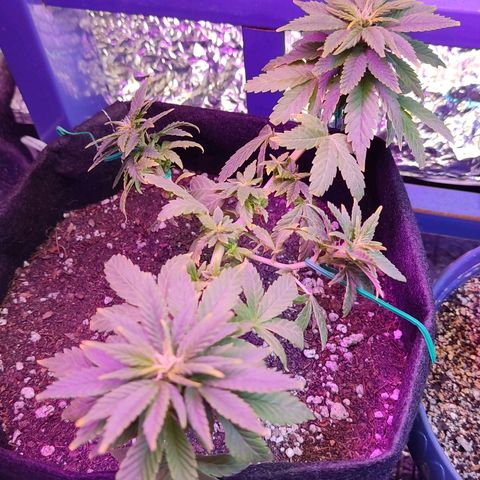 Afghan Landrace  growlog timeline photo