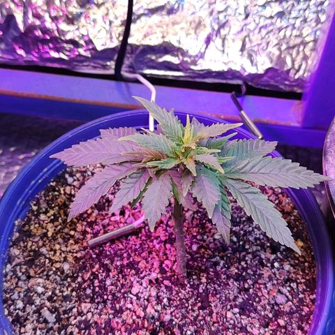Afghan Landrace  growlog timeline photo