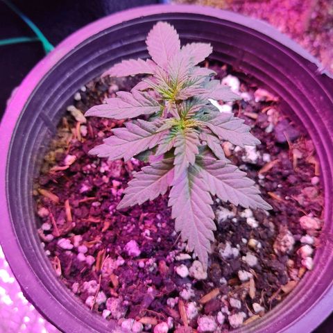 Afghan Landrace  growlog timeline photo