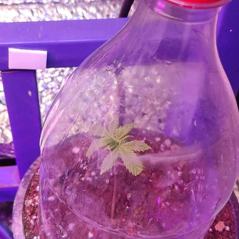Sativa Afghan  growlog timeline photo
