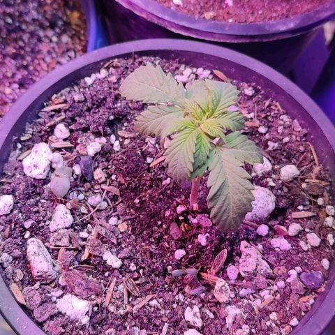 Black Afghan  growlog timeline photo