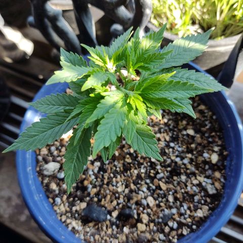 Afghan Landrace  growlog timeline photo