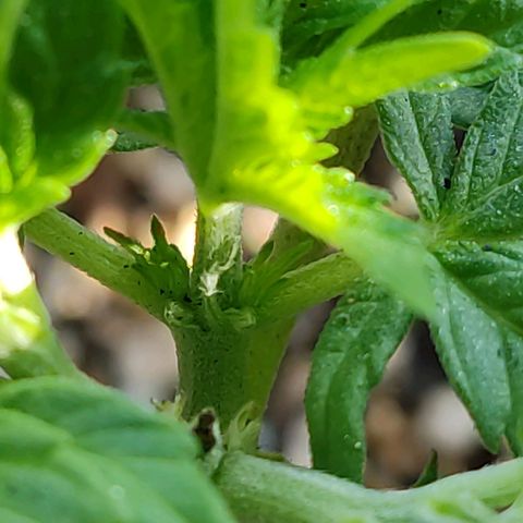 Afghan Landrace  growlog timeline photo