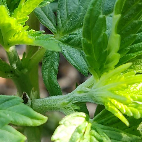 Afghan Landrace  growlog timeline photo