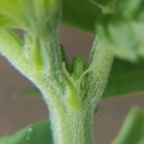 Afghan Landrace  growlog timeline photo