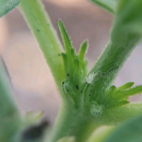 Afghan Landrace  growlog timeline photo