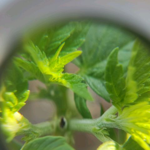 Afghan Landrace  growlog timeline photo