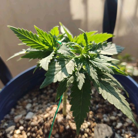 Afghan Landrace  growlog timeline photo
