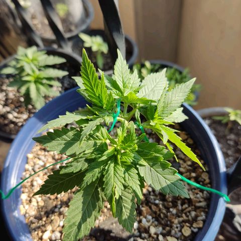 Afghan Landrace  growlog photo: LST