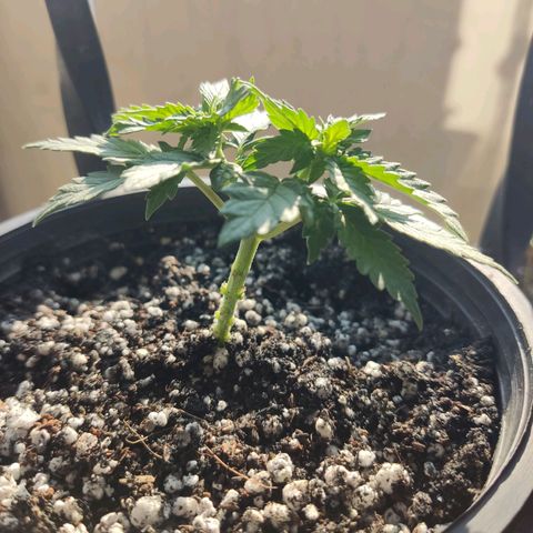 Afghan Landrace  growlog timeline photo