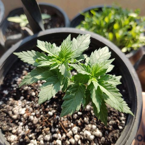 Afghan Landrace  growlog timeline photo