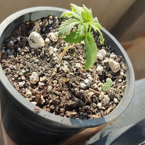 Black Afghan  growlog timeline photo
