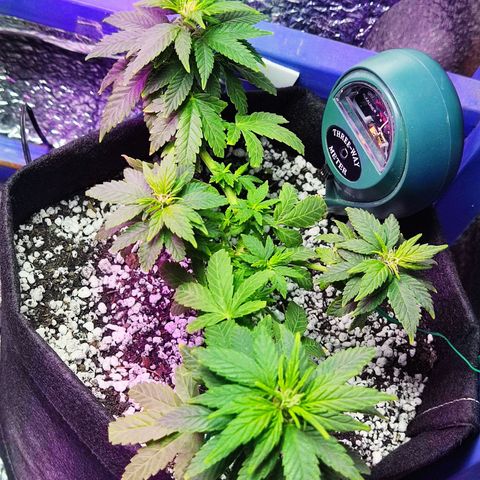 Afghan Landrace  growlog timeline photo