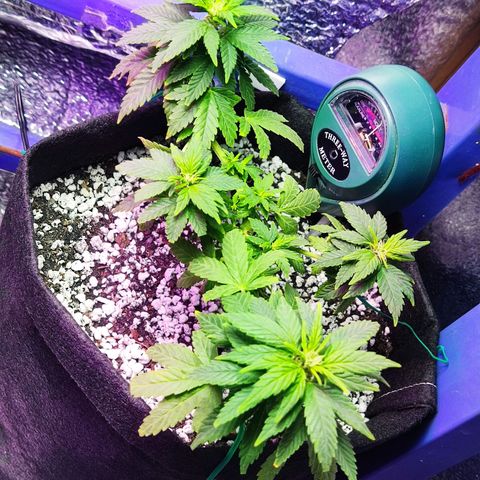Afghan Landrace  growlog timeline photo
