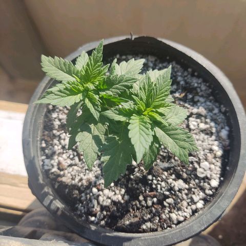 Afghan Landrace  growlog timeline photo