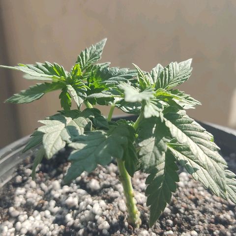 Afghan Landrace  growlog timeline photo