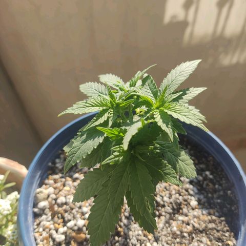 Afghan Landrace  growlog timeline photo