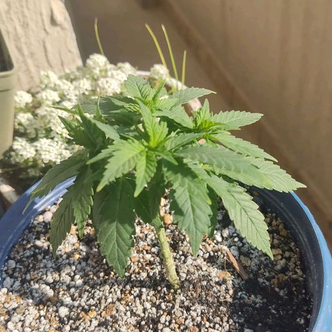 Afghan Landrace  growlog timeline photo
