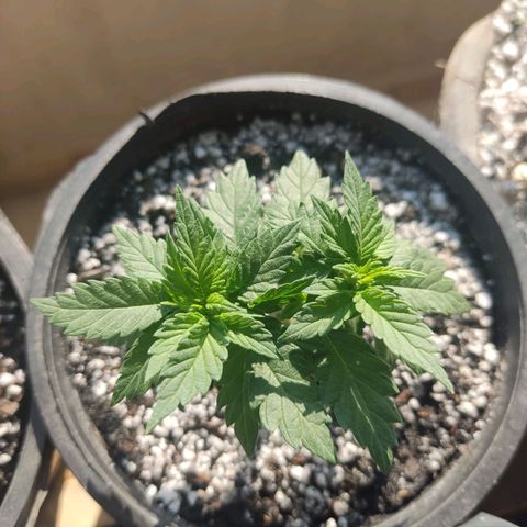 Afghan Landrace  growlog timeline photo