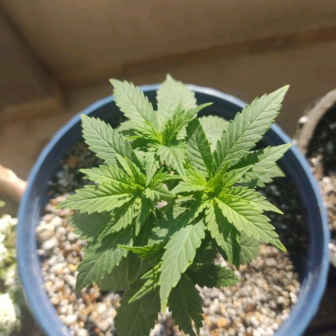 Afghan Landrace  growlog timeline photo