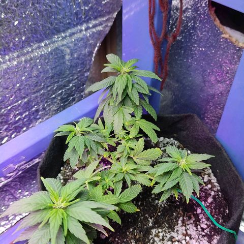 Afghan Landrace  growlog timeline photo