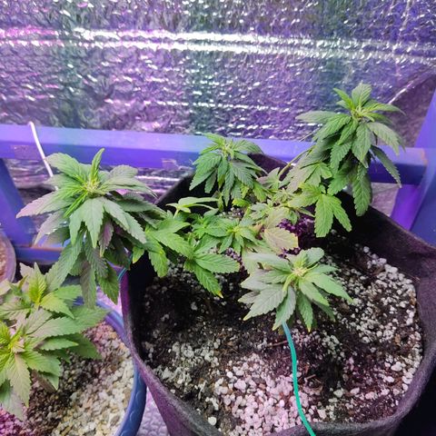 Afghan Landrace  growlog timeline photo