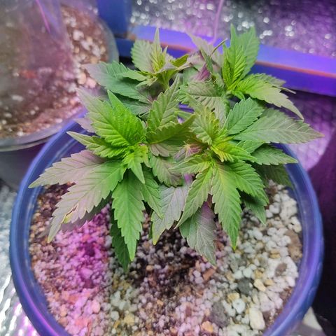 Afghan Landrace  growlog timeline photo