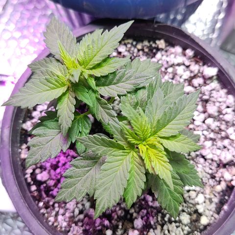 Afghan Landrace  growlog timeline photo