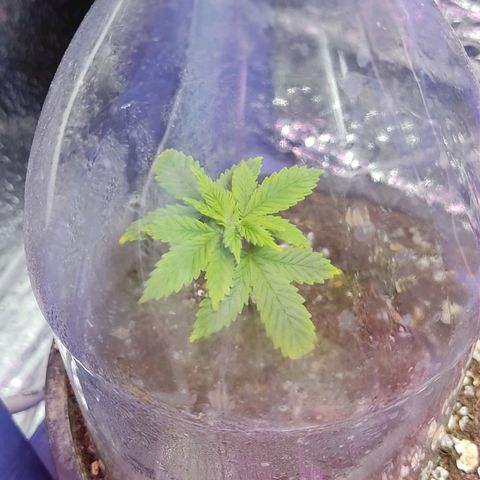 Sativa Afghan  growlog timeline photo