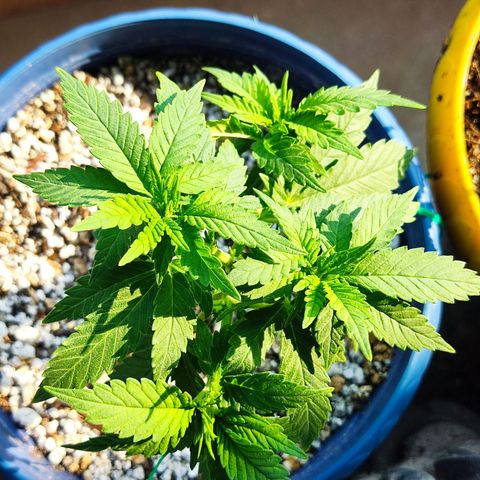 Afghan Landrace  growlog timeline photo