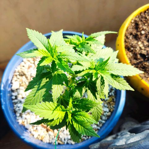 Afghan Landrace  growlog timeline photo