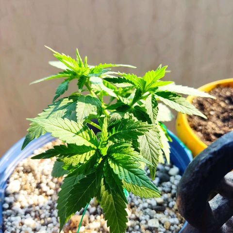 Afghan Landrace  growlog timeline photo