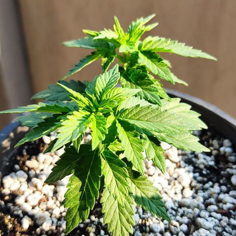 Afghan Landrace  growlog timeline photo