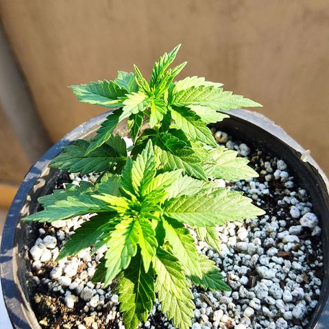 Afghan Landrace  growlog timeline photo