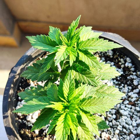Afghan Landrace  growlog timeline photo