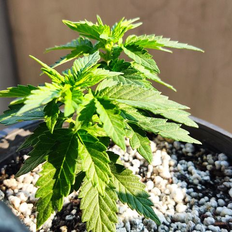 Afghan Landrace  growlog timeline photo