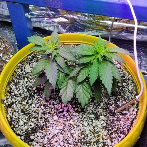 Afghan Landrace  growlog timeline photo