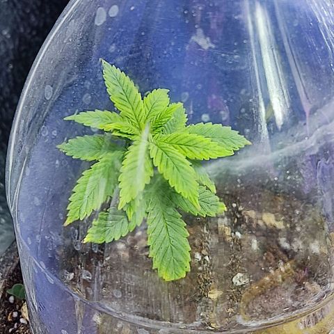 Sativa Afghan  growlog timeline photo