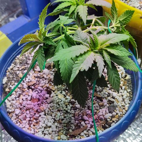 Afghan Landrace  growlog timeline photo