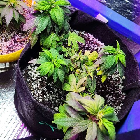 Afghan Landrace  growlog timeline photo