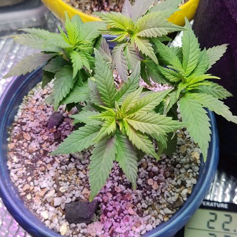Afghan Landrace  growlog timeline photo