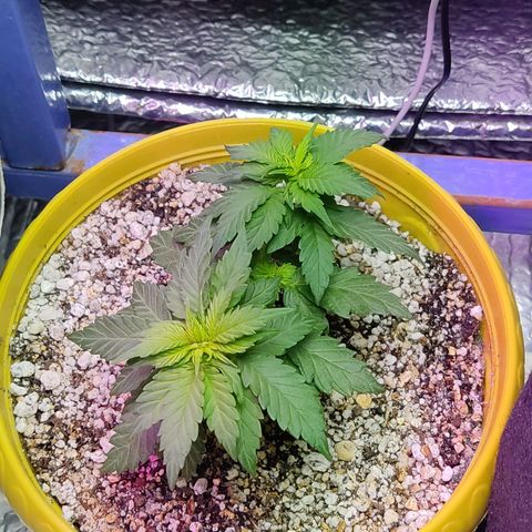 Afghan Landrace  growlog timeline photo