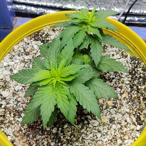 Afghan Landrace  growlog timeline photo