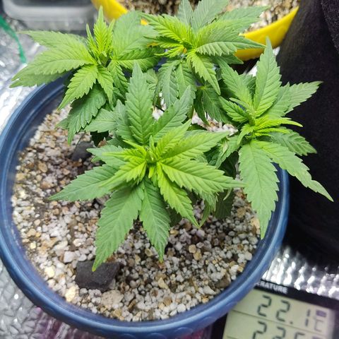 Afghan Landrace  growlog timeline photo