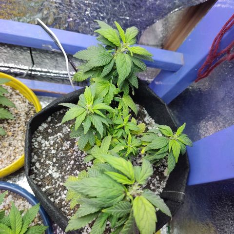 Afghan Landrace  growlog timeline photo
